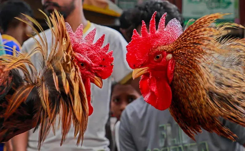 এই হাটে মুরগির জোড়া ১০ হাজার টাকা পর্যন্ত