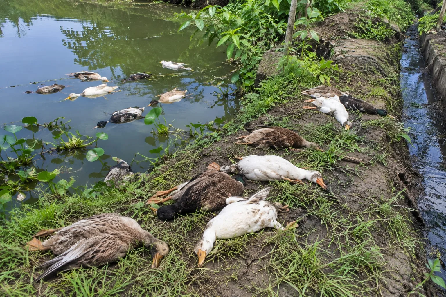শেরপুরে বিষ প্রয়োগে ৩০ হাঁস হত্যার অভিযোগ, বাড়িতে ভাঙচুর