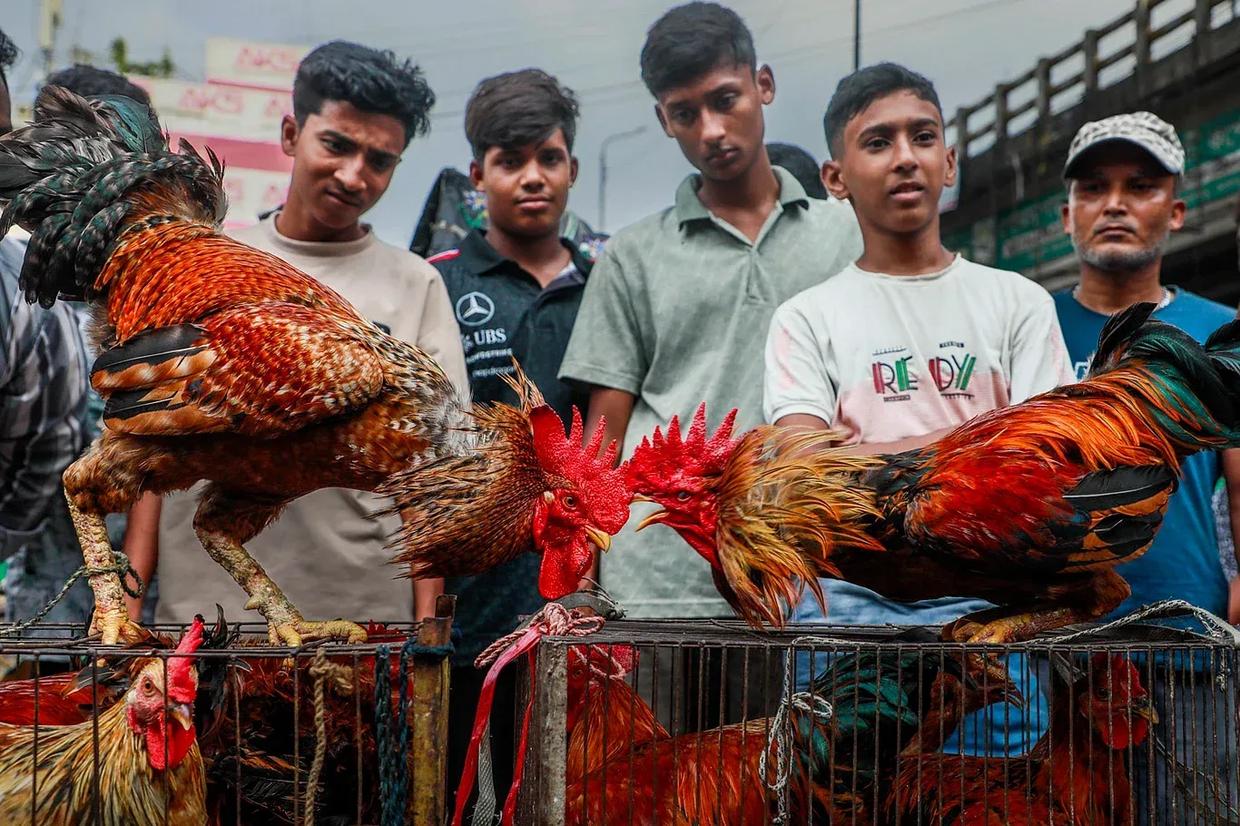 এই হাটে মুরগির জোড়া ১০ হাজার টাকা পর্যন্ত
